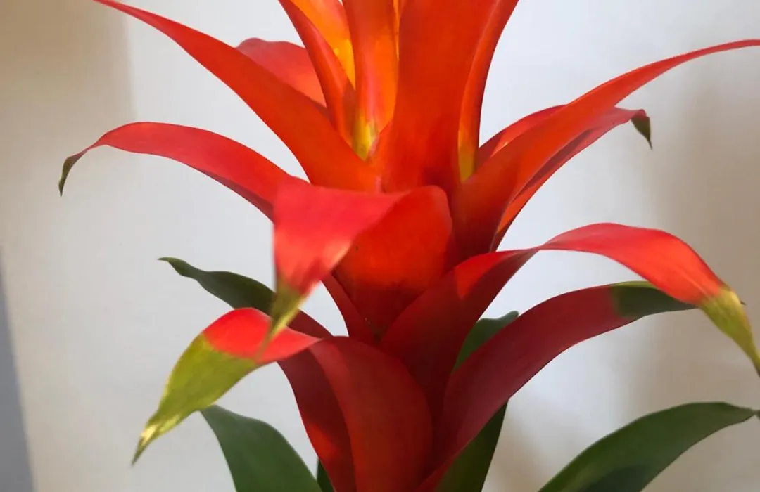 The Bloom-Room-1